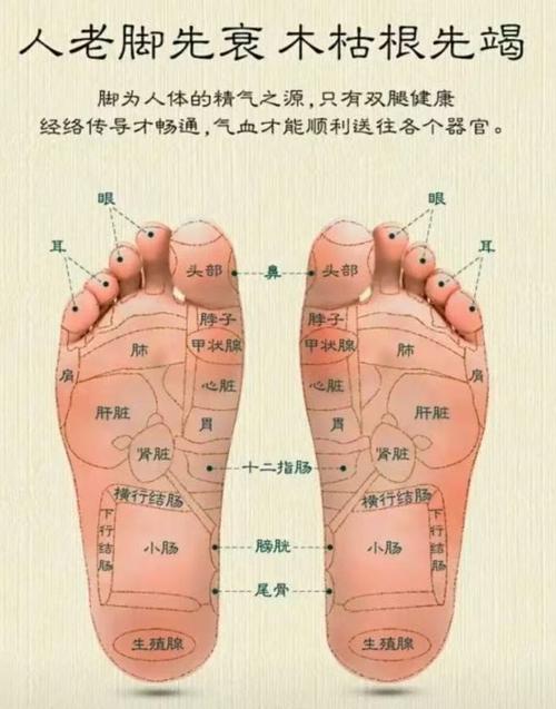 脚底穴位图及按.