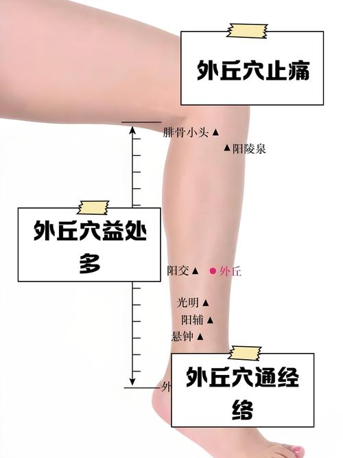 大腿外侧中间什么穴位