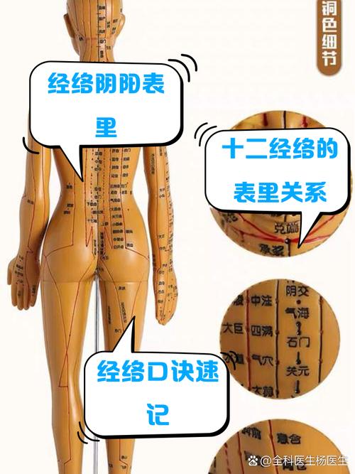 人体穴位经络图解视频