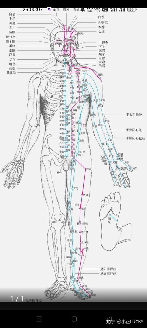 人体穴位经络图解视频
