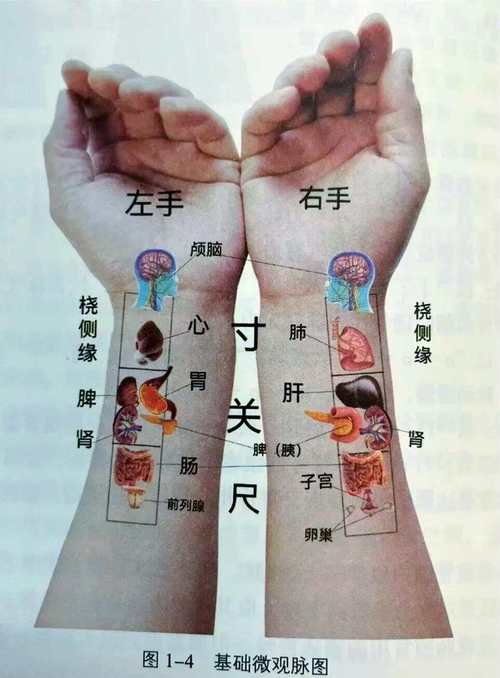 中医号脉能看出月经吗