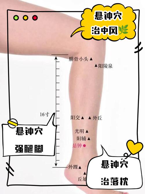 悬钟悬钟穴位位置图片