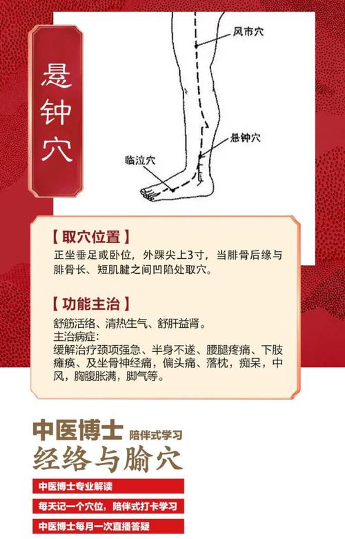 悬钟悬钟穴位位置图片