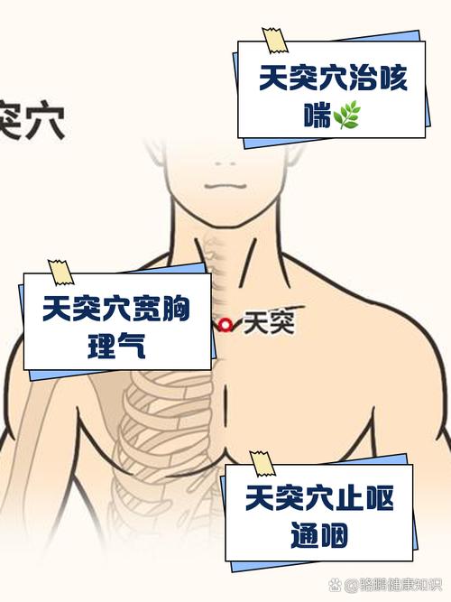 身上的穴位天突 鸠尾