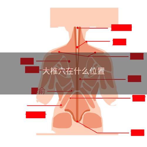 人体穴位经络图 大椎