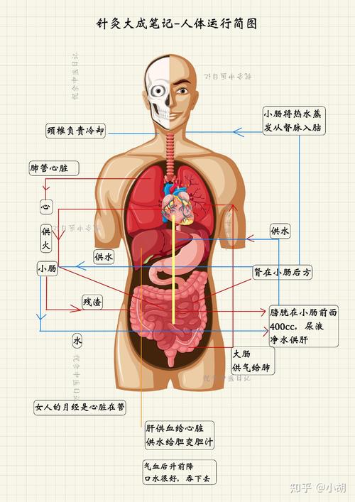 穴位指的是骨还是血管