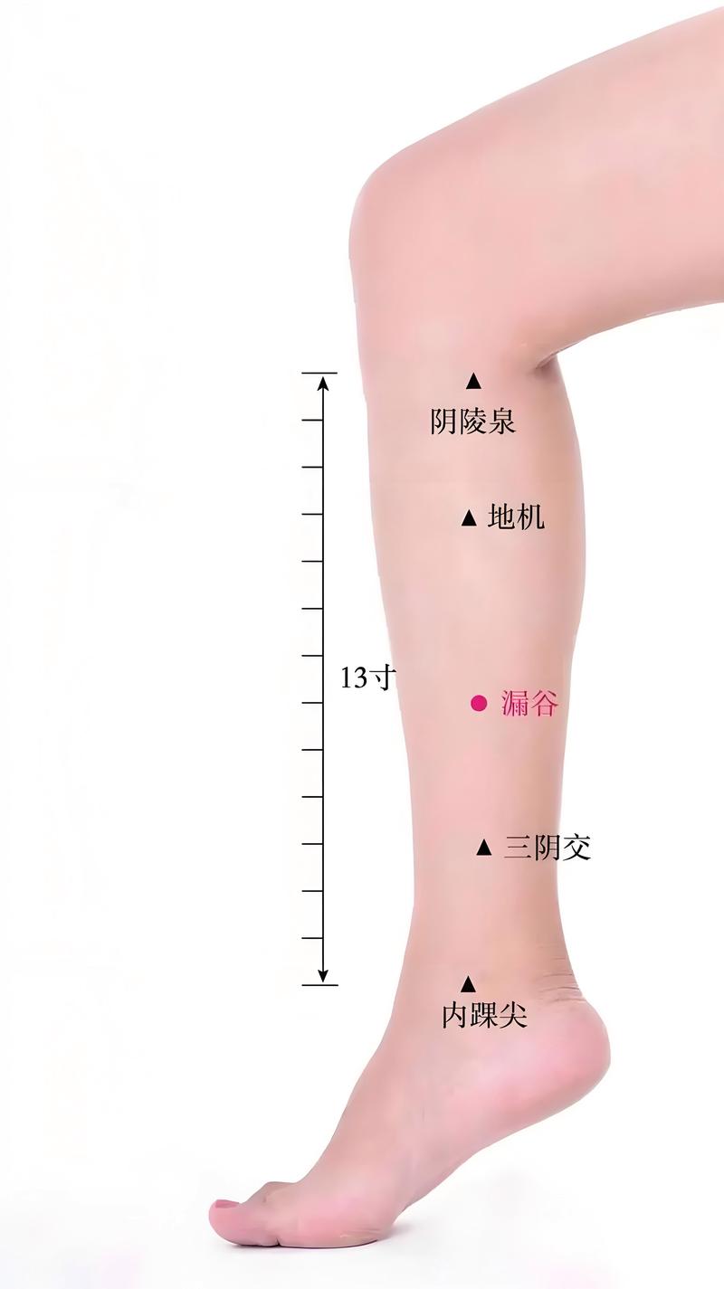 平衡针灸下肢穴位视频