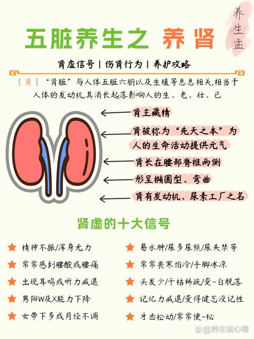 中医所说的肾是指什么