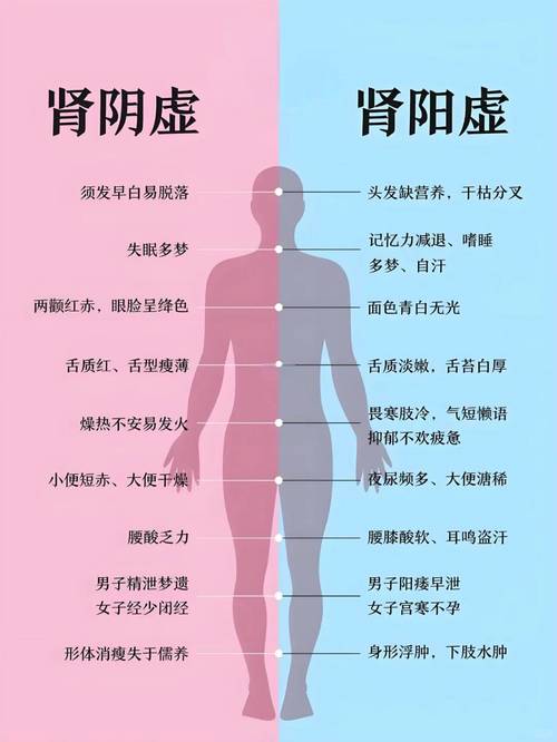 中医所说的肾是指什么