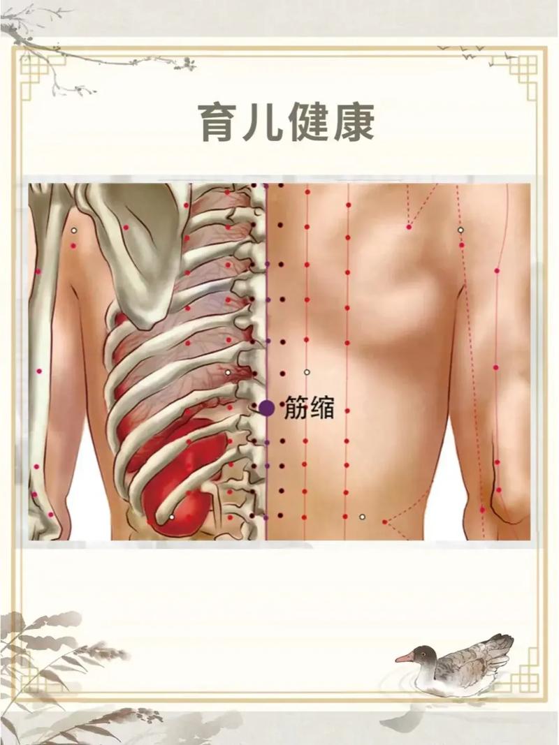 人体穴位图筋缩穴位图