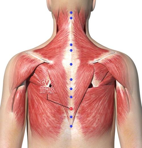 人体穴位图筋缩穴位图