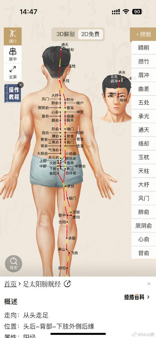 人体穴位图筋缩穴位图