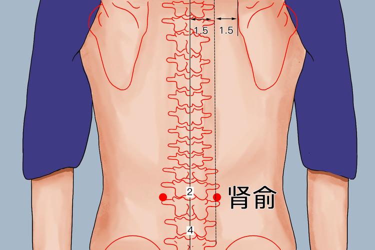 针灸穴位腰痛穴位名称