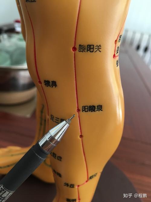腿部拔罐穴位图去寒气