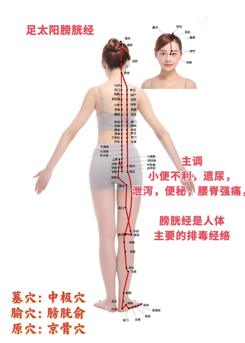 膀胱经上有多少个穴位