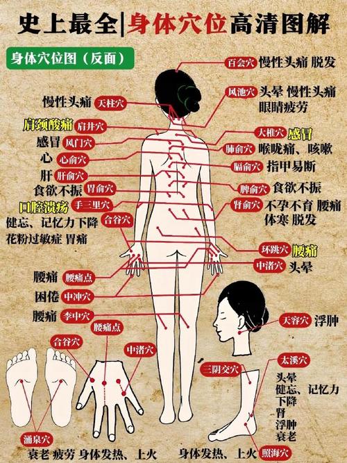 人体穴位层次解剖图谱