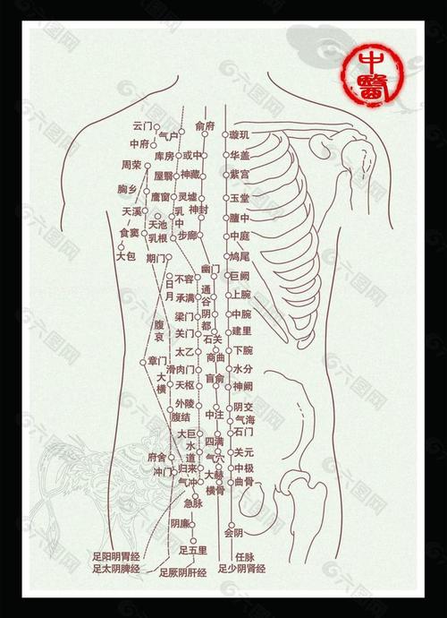 人体穴位层次解剖图谱