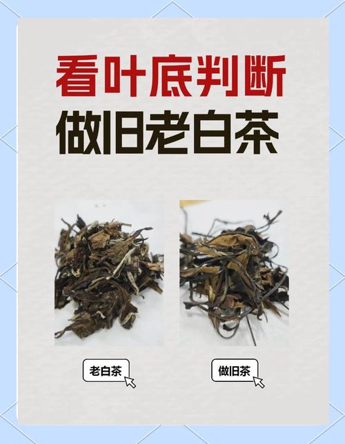 老中医古法茶是真是假