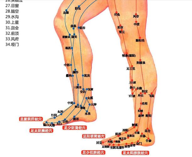 腿部准确位置图穴位