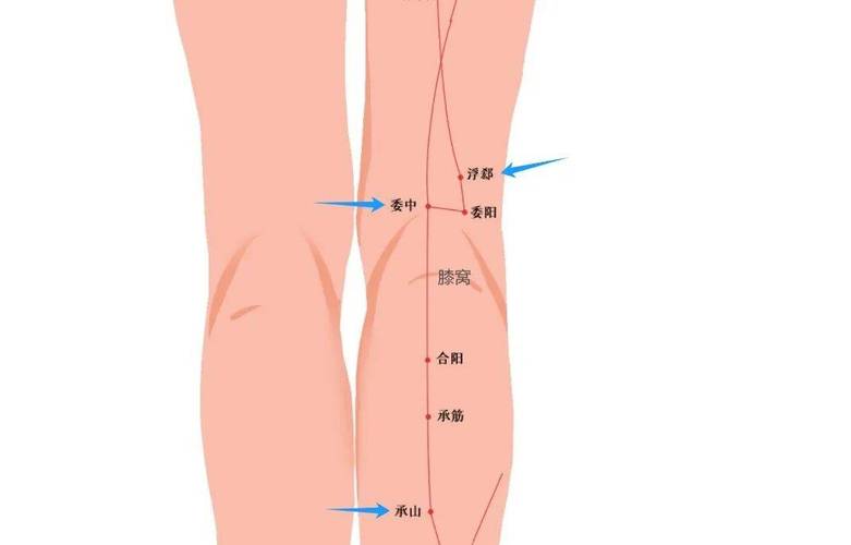 下肢麻木按那个穴位