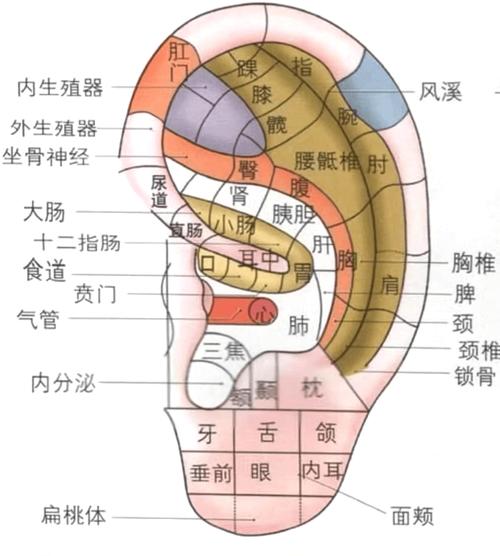 耳部哪个穴位管睡眠