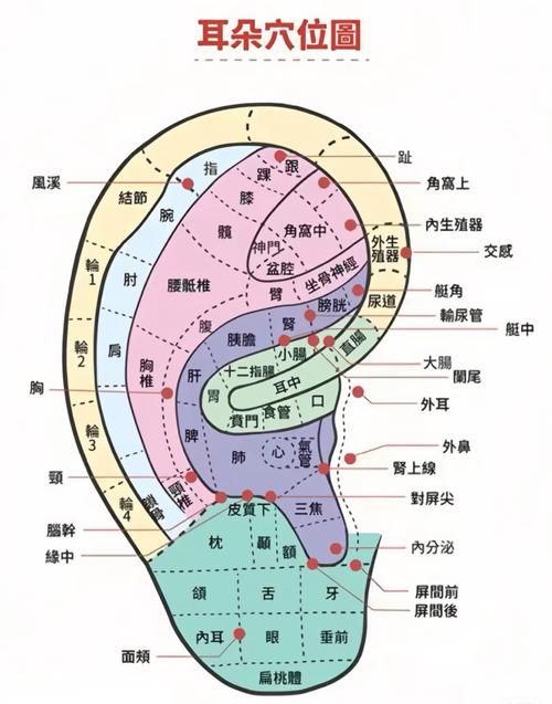 耳部哪个穴位管睡眠
