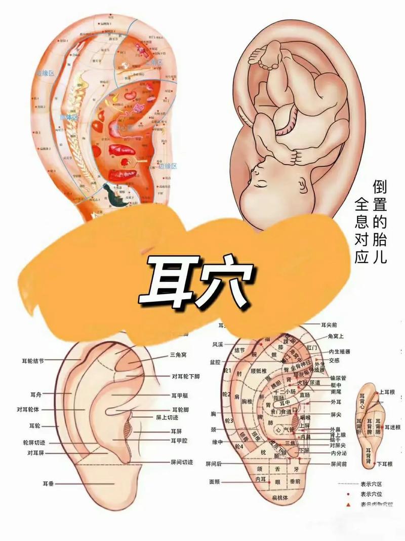 耳朵疼按摩什么穴位