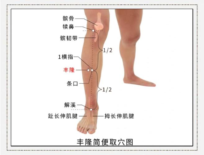 丰隆穴和阴陵泉穴位