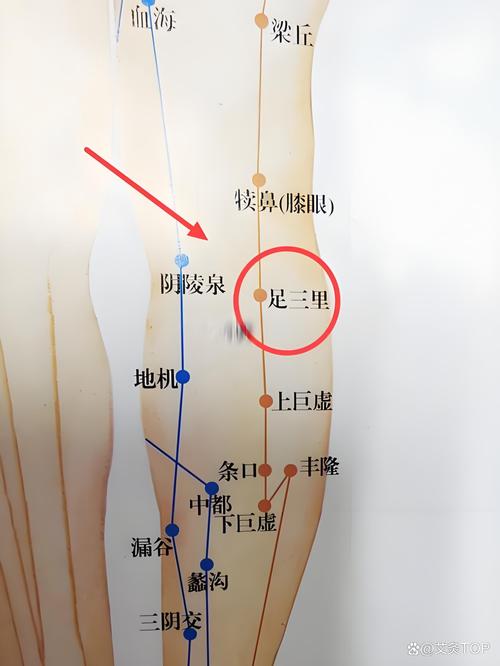膝盖内侧有哪些穴位