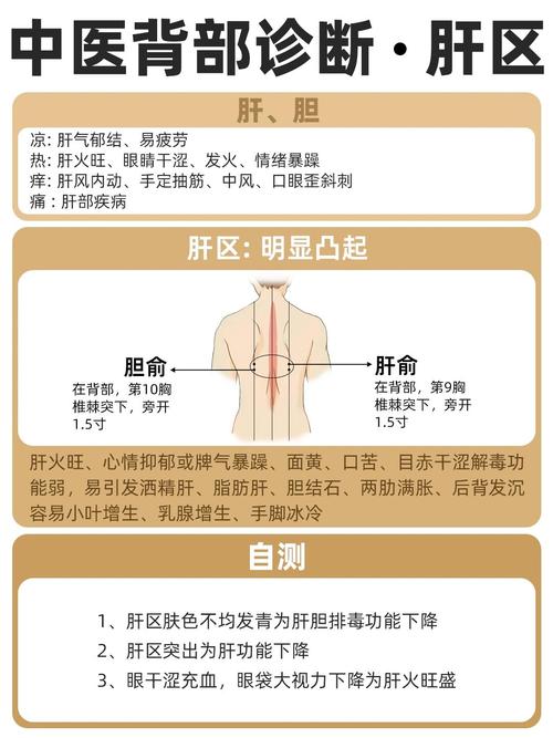 中医背部刮痧示意图1