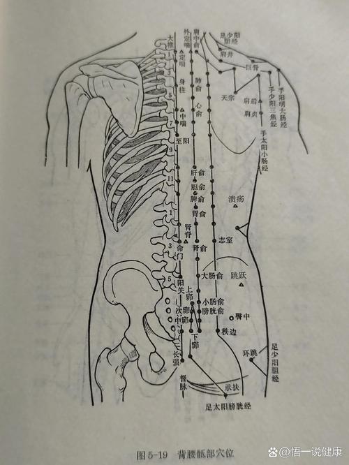 十二经络腰部穴位图