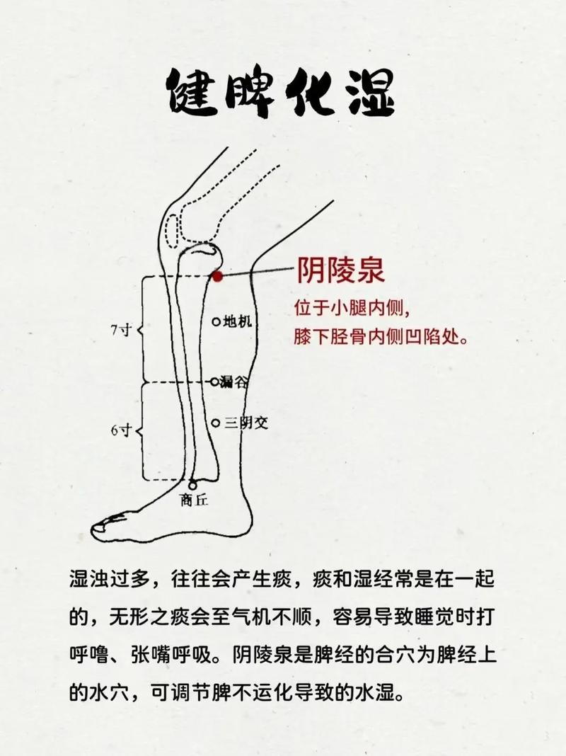 穴位阴陵泉穴在哪里