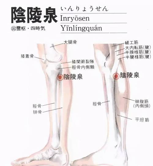 穴位阴陵泉穴在哪里