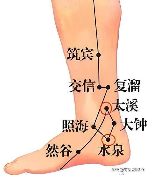 腿部脚脖子附近穴位