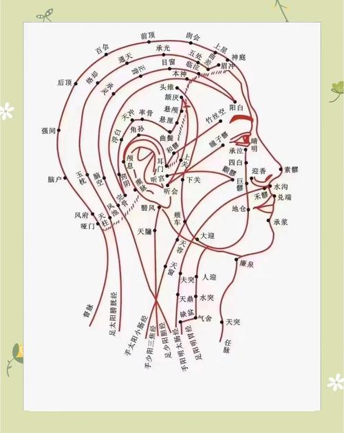 头面部常用美容穴位