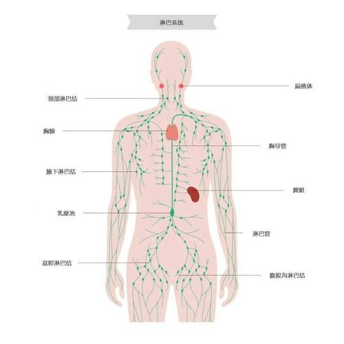 哪个穴位管下身淋巴