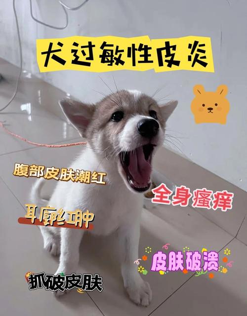 犬过敏性皮炎饮食注意