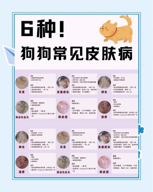 犬过敏性皮炎饮食注意