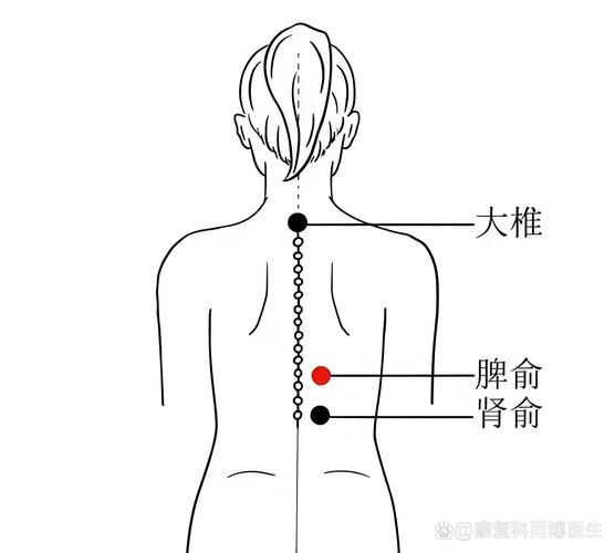 控制腹泻的哪个穴位