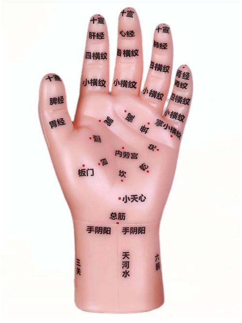 手掌分支手指的穴位