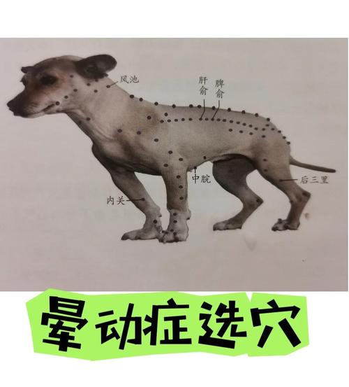 狗瘫痪艾灸什么穴位
