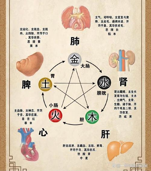 中医金木水火土的关系