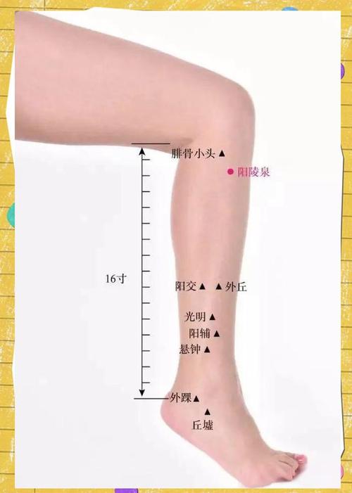 小脚趾外侧什么穴位