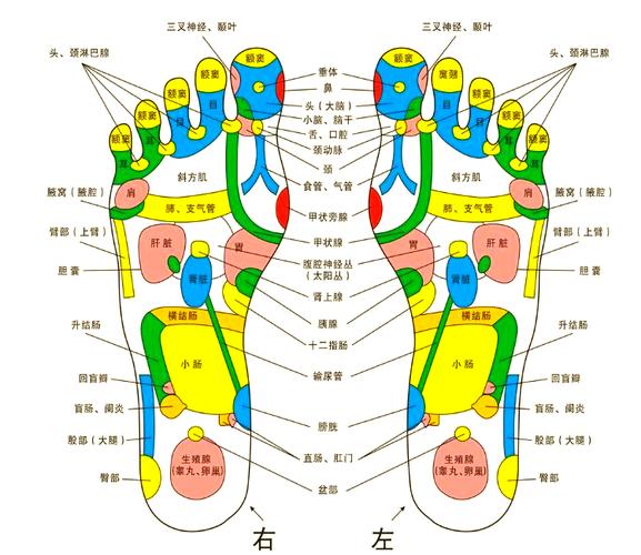 促进排便的脚底穴位