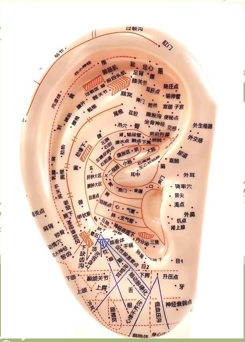 耳垂后面穴位管什么