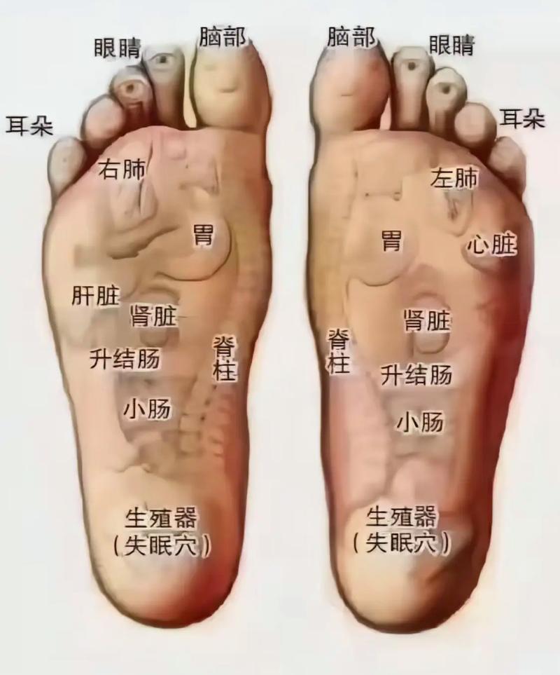 肝对应脚底什么穴位