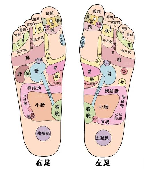 肝对应脚底什么穴位