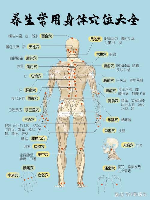 穴位 分布图 图解