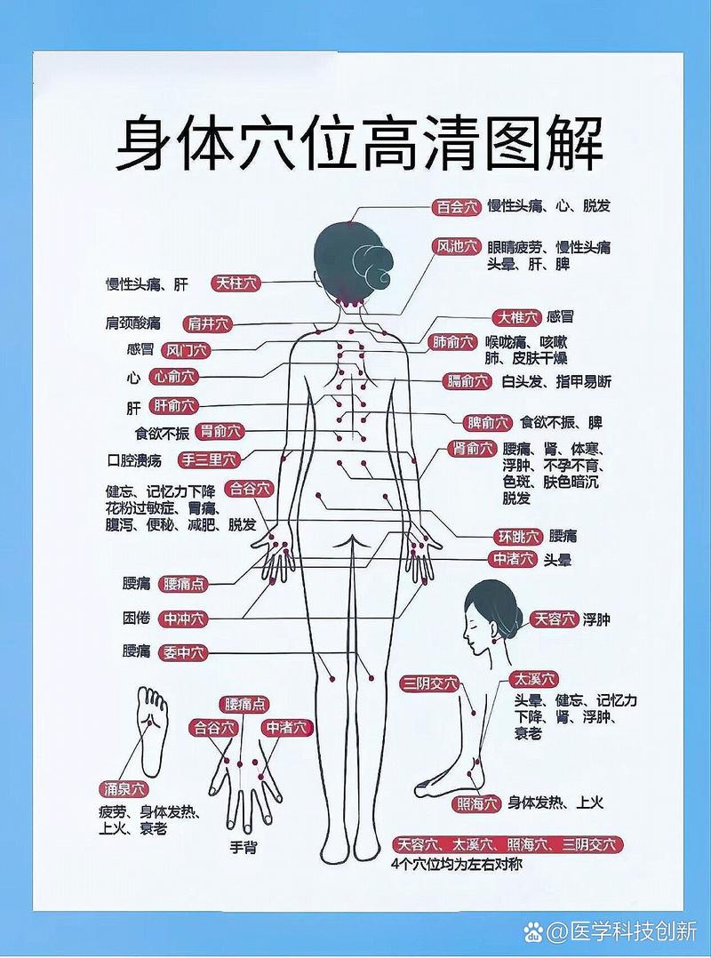 穴位 分布图 图解