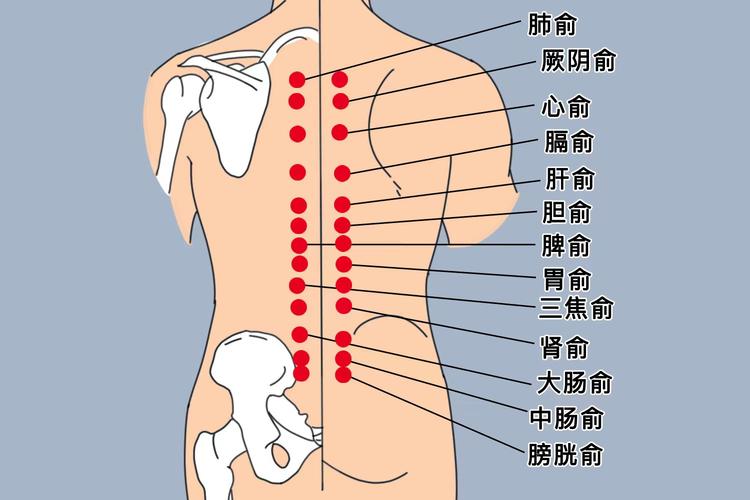 后背腰椎有多少穴位
